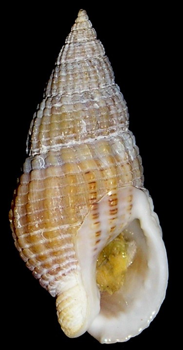 Nassarius reticulatus (L., 1758)